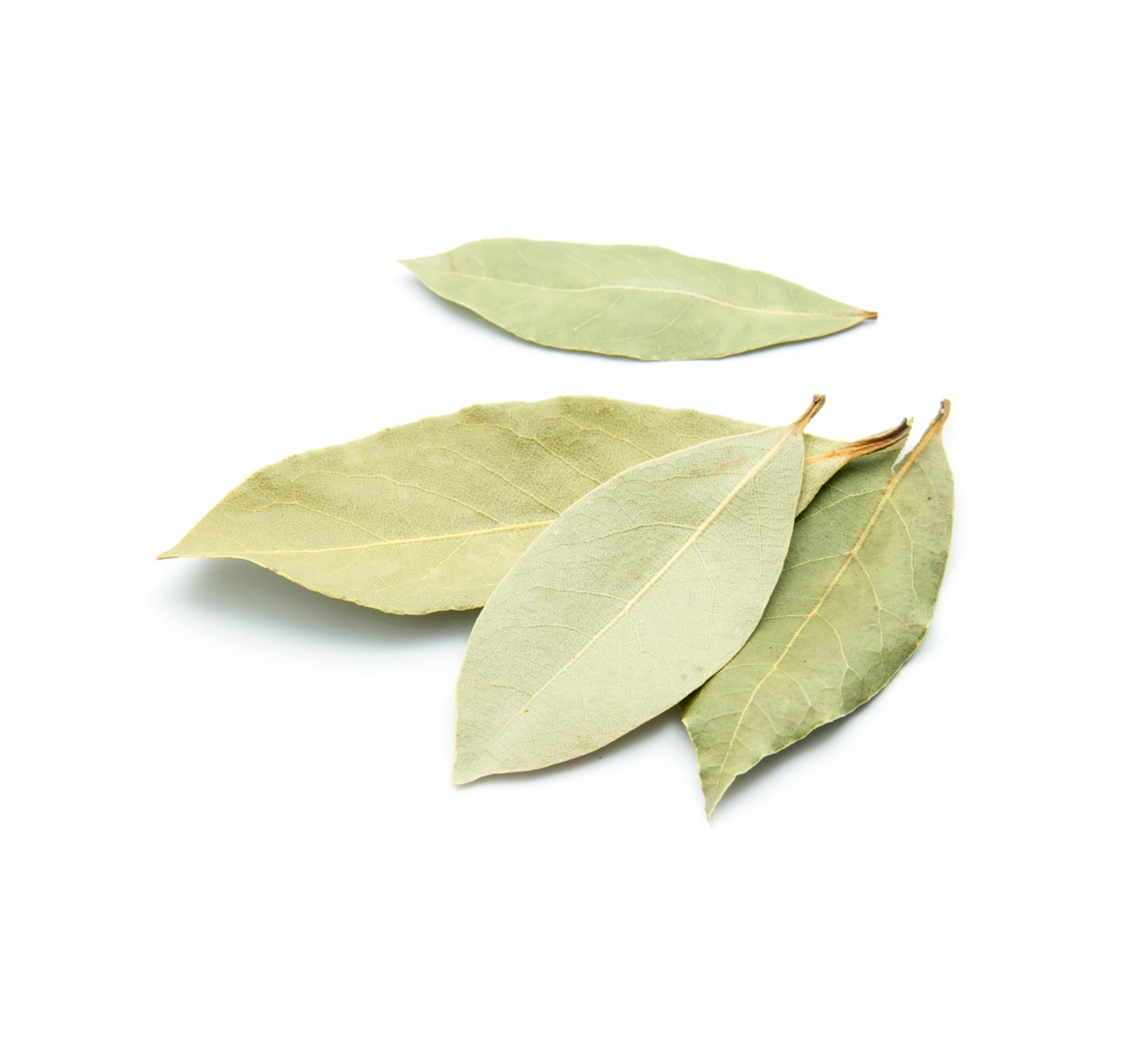 Dried Turkish bay leaves — 地中海